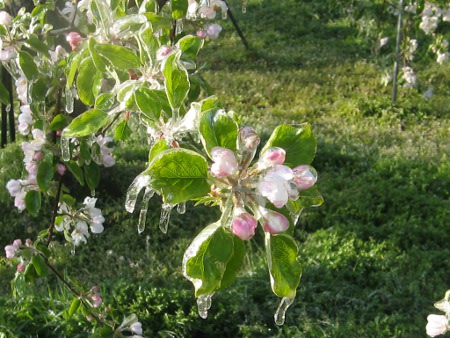 130508_りんごの花（凍結）.JPG
