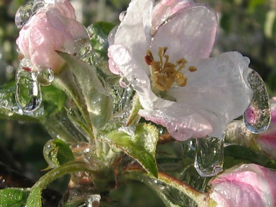 130508_りんごの花.JPG