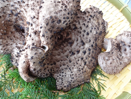 香茸 広島産 10月2日午前収穫 2.0kg