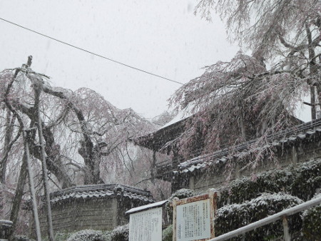 180407_円正寺（桜に雪）_4.JPG