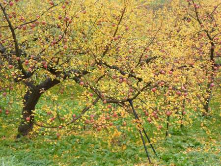 151114_高野町_りんごの樹の黄葉.JPG