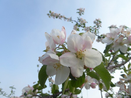 160430_高野町_りんごの花2.JPG