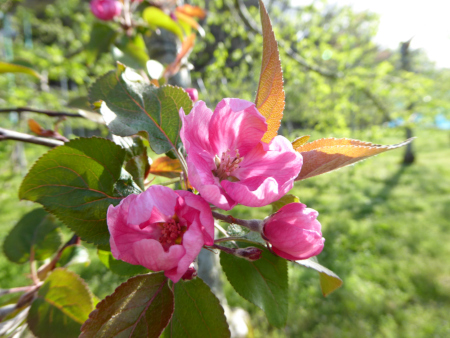 190428_高野りんごの花.JPG