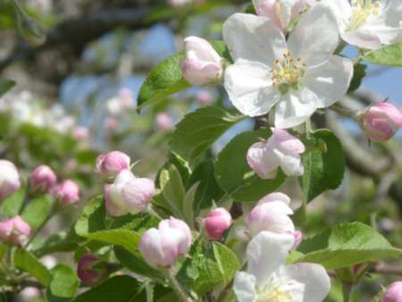 190503_高野りんごの花.JPG